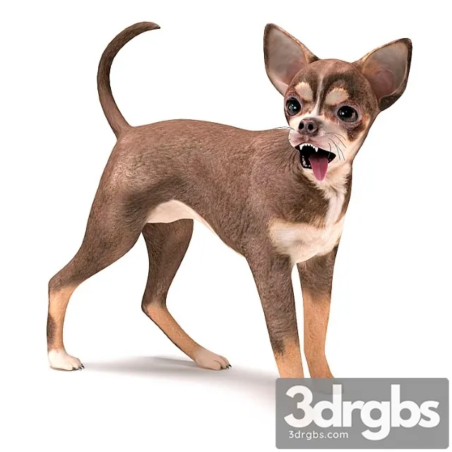 Creature Brown chihuahua 3D Model Free