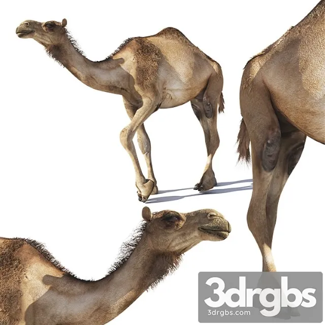 Creature Camel 3D Model Free