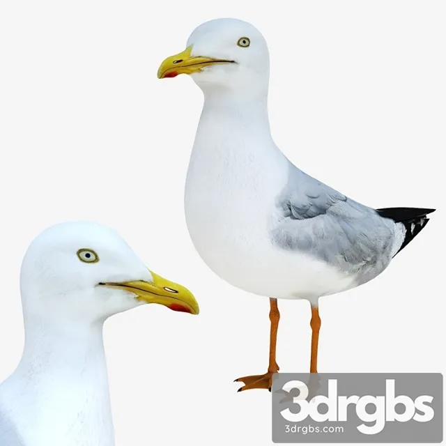 Creature Gull 3D Model Free