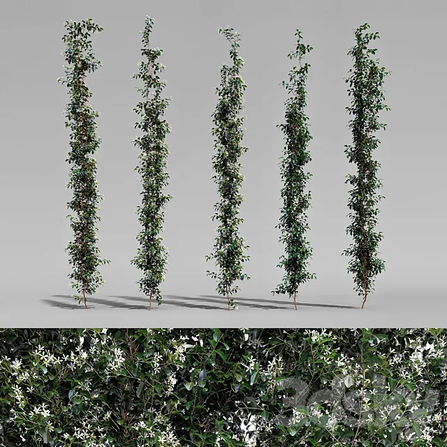 Creeper - Choisya Ternata - 5 Modular Pieces 3D Model