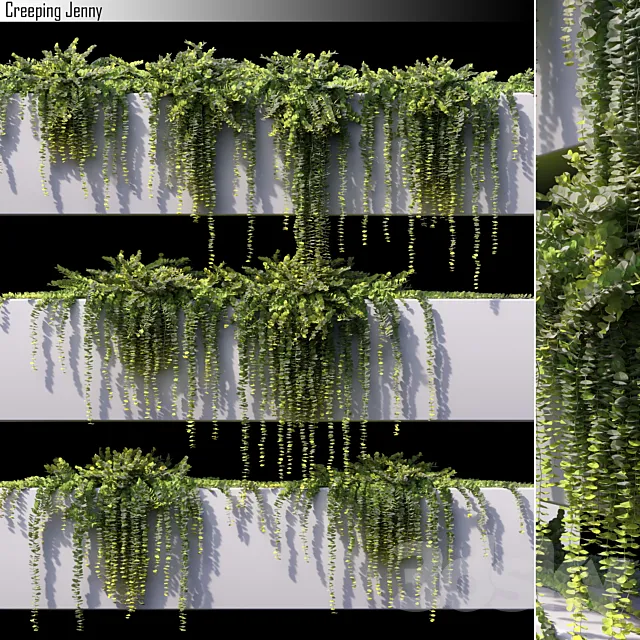 Creeping jenny 3DModel