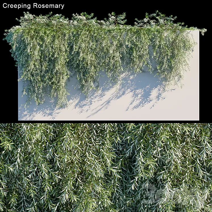Creeping Rosemary 3D Model