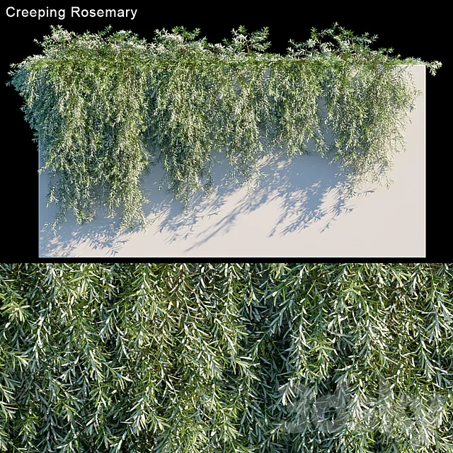 Creeping Rosemary 3DModel