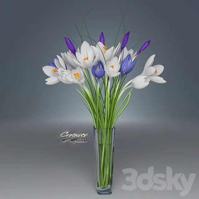 Crocus 3D Model