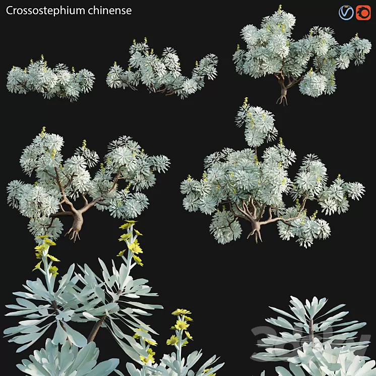 Crossostephium chinense - graphalium spp 3D Model Free