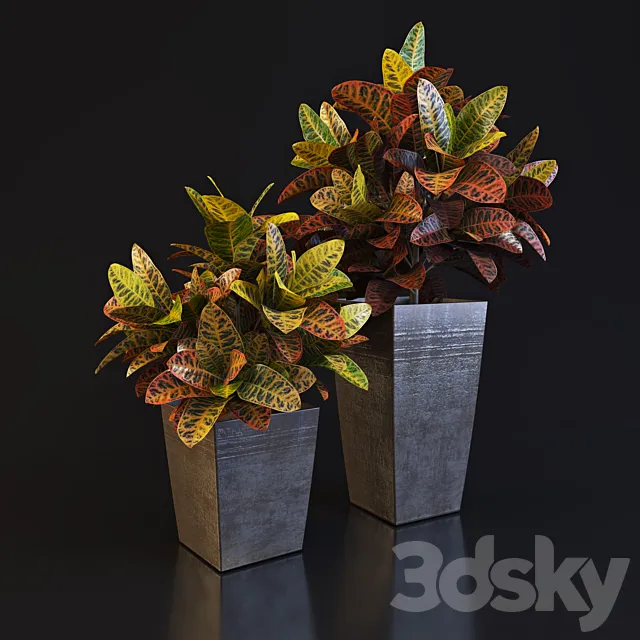 Croton 3D Model