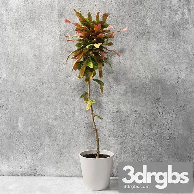 Croton Plant 1 Free Download
