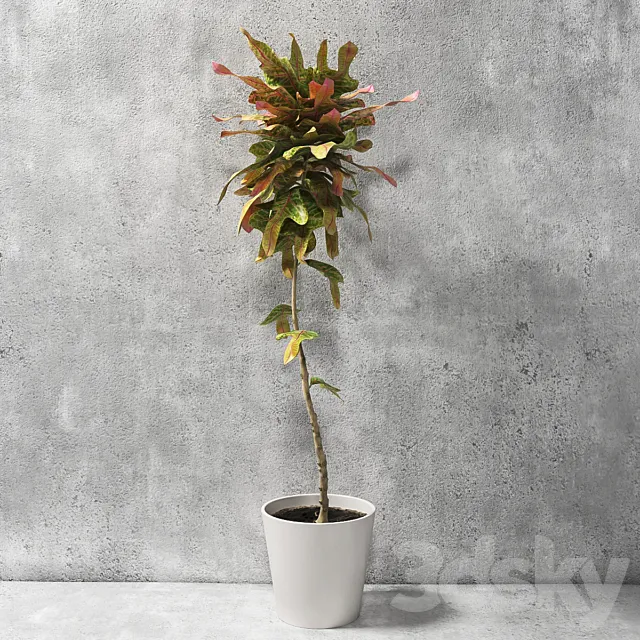 Croton Plant 3D Model