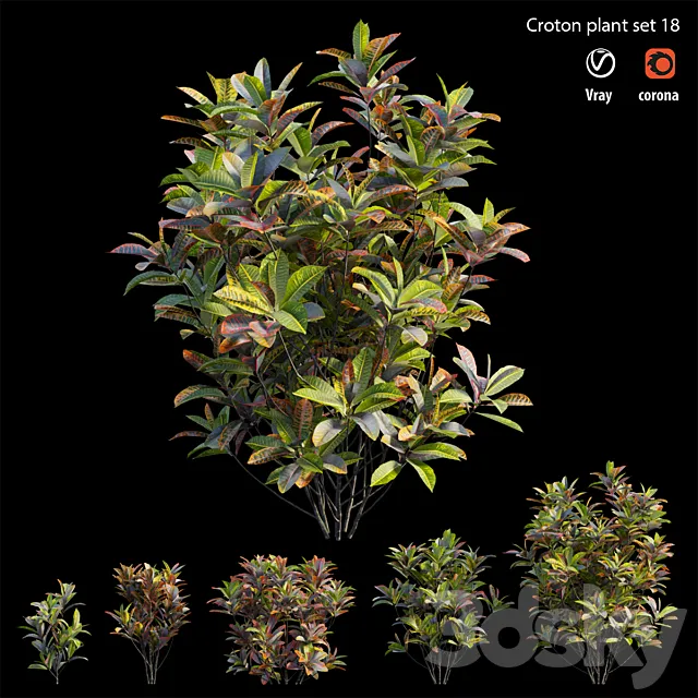 Croton plant set 18 3D Model