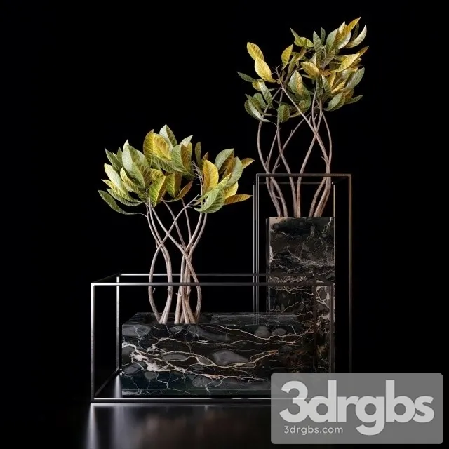 Croton Trees 3D Model Free