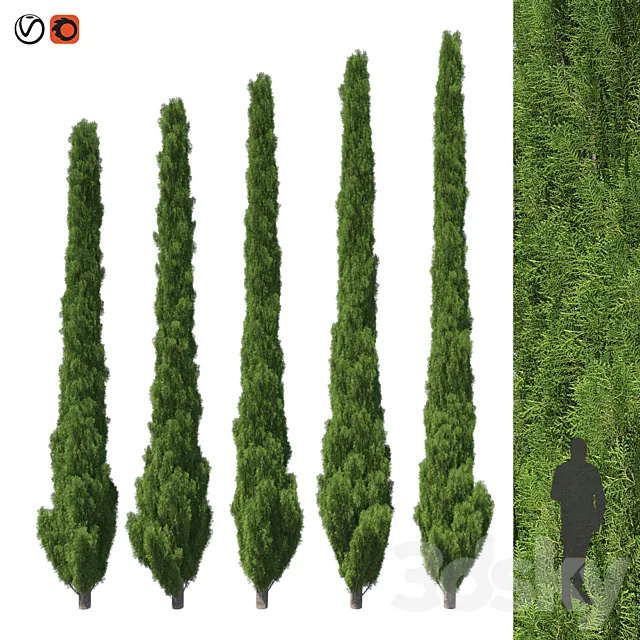 Cupressus 5-6m 3D Model
