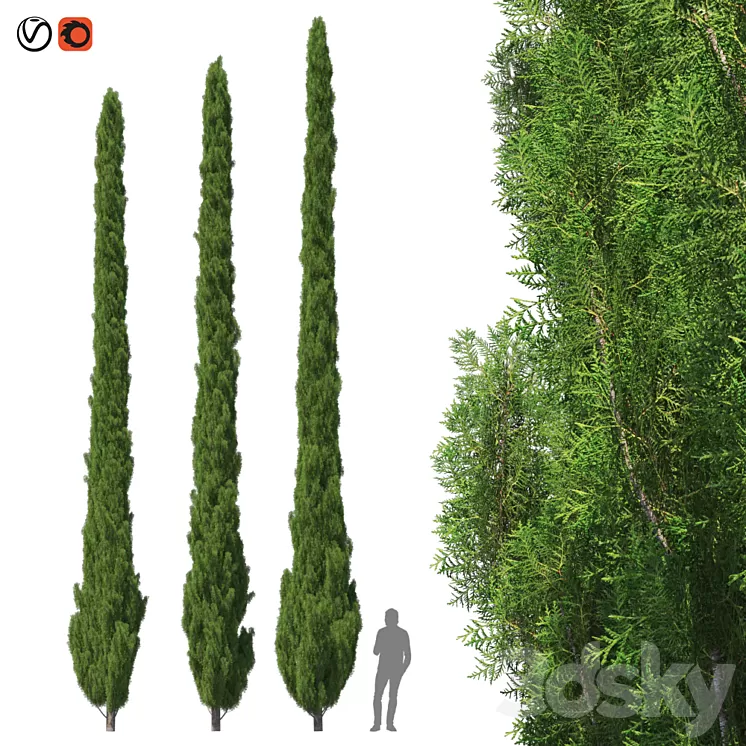 Cupressus 9-10m 3D Model