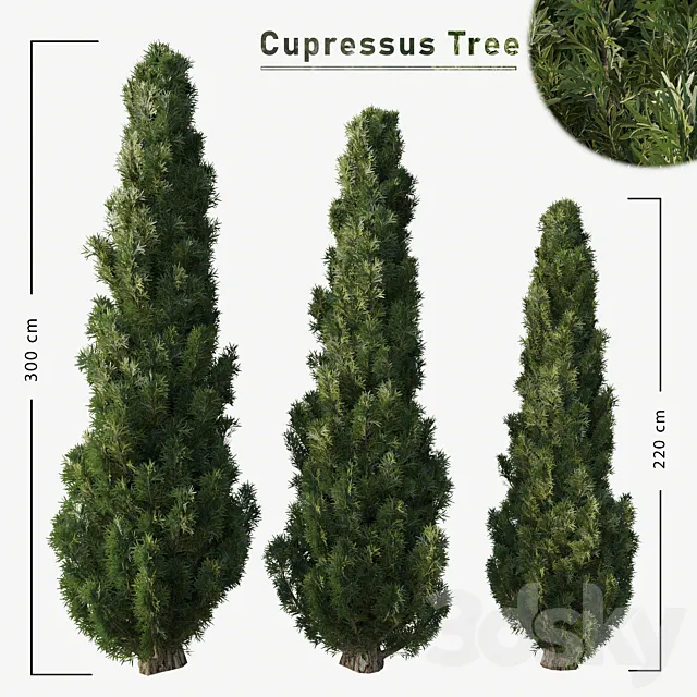 Cupressus tree 3D Model