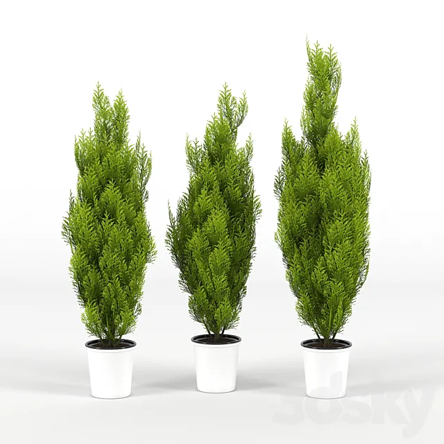 Cupressus wilma 3DModel