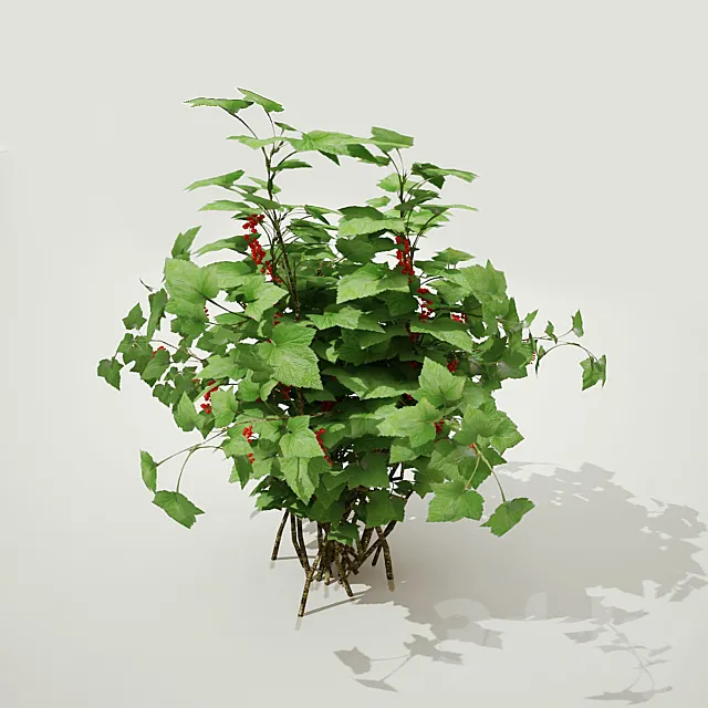 currant 3DModel