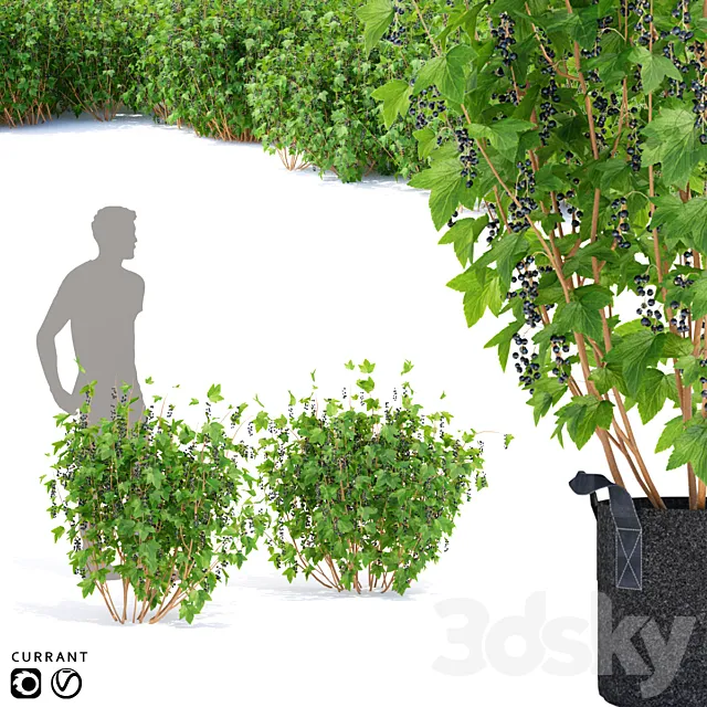Currant bushes | Currant 3D Model
