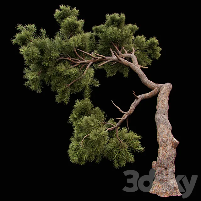 Curved Pine 3DModel