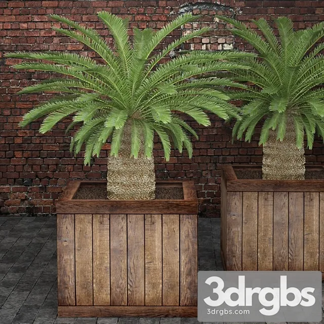 Cycas Cycas Palm Box Street Pot Flower Pot Brick Wall 3D Model Free