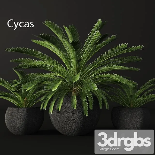 Cycas Cycas Palm Tree Outdoor Pot Flowerpot Black Loft Decorative 3D Model Free