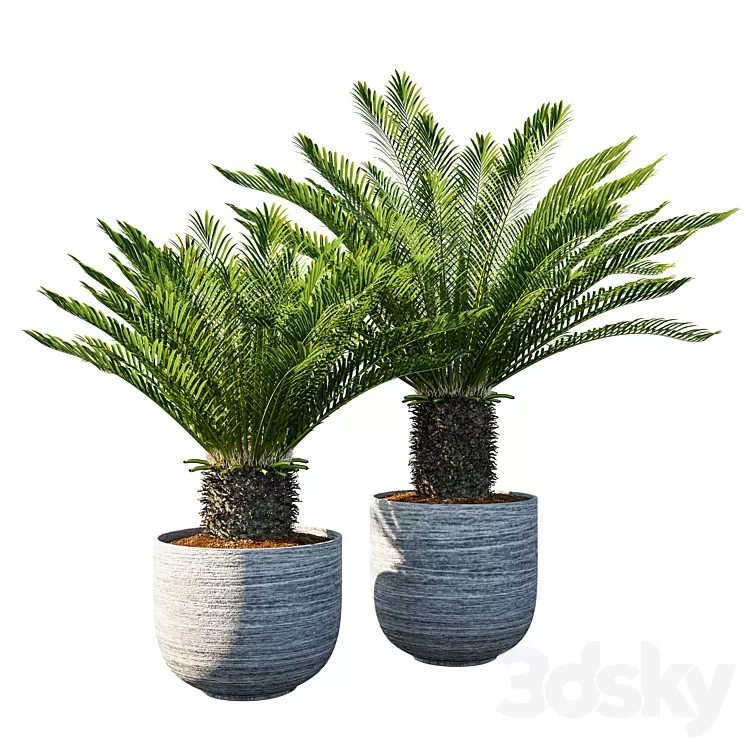Cycas revoluta Palm Pot 3D Model
