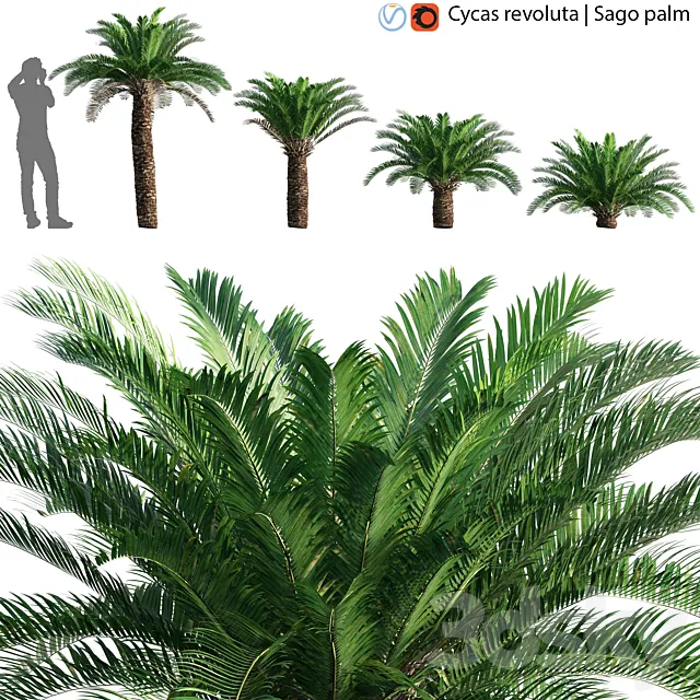 Cycas revoluta - Sago palm - 02 3D Model