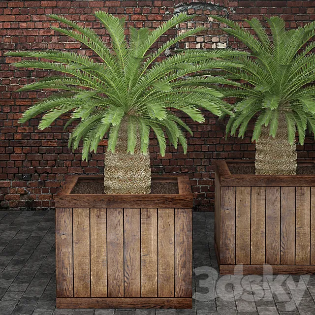 CycasCycas cycas palm tree box outdoor pot flowerpot brick wall 3D Model