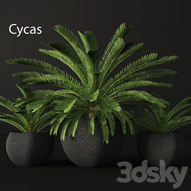 CycasCycas. cycas. palm tree. outdoor pot. flowerpot. black. loft. decorative 3DModel