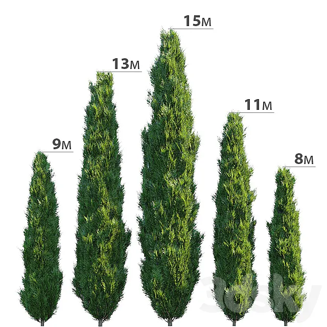 Cypress 3D Model