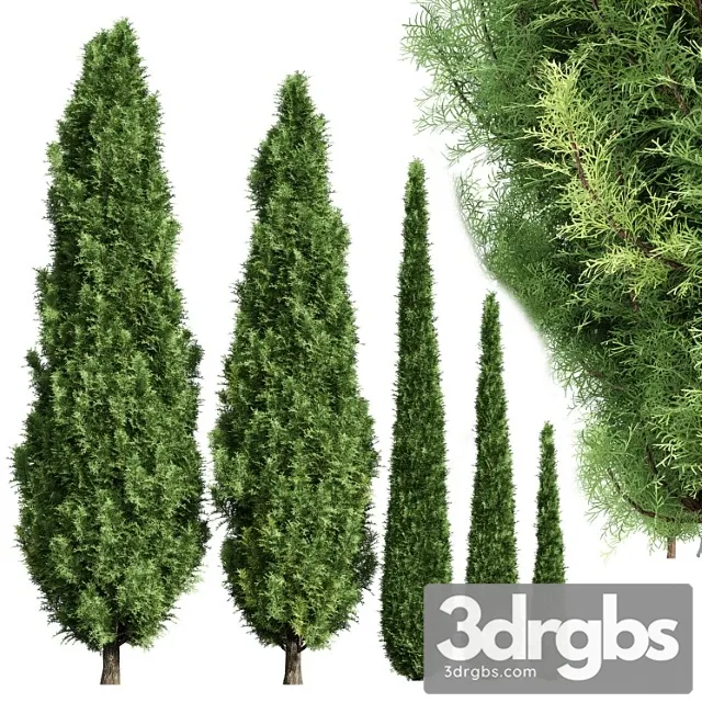 Cypress 5 Trees 3D Model Download