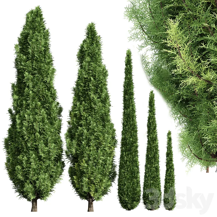 Cypress-5 trees 3D Model Free