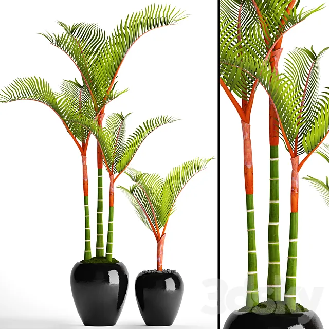 Cyrtostachys dipsis palm tree pot flowerpot interior exotic outdoor Free Download