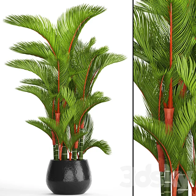 Cyrtostachys renda. Cyrtostakhis dipsis palm tree pot flowerpot interior exotic outdoor 3D Model