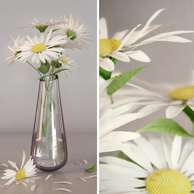 Daisies 3D Model