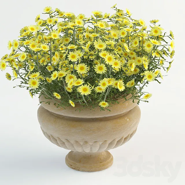 Daisy in pot 3D Model