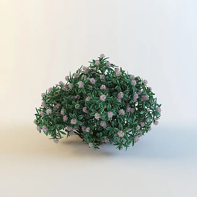 Daphne odora ' Aureomarginata ' 3DModel