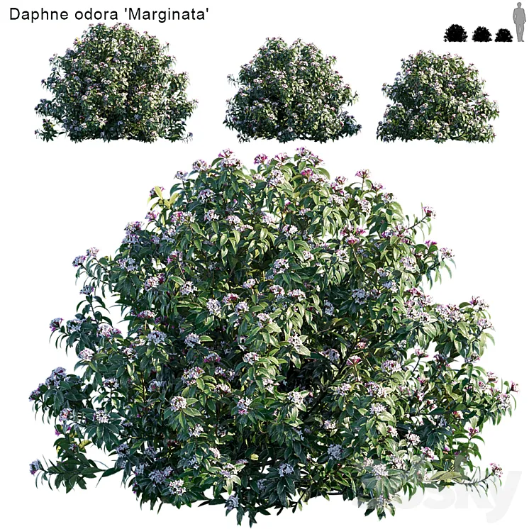 Daphne Odora | Marginata 3D Model Free