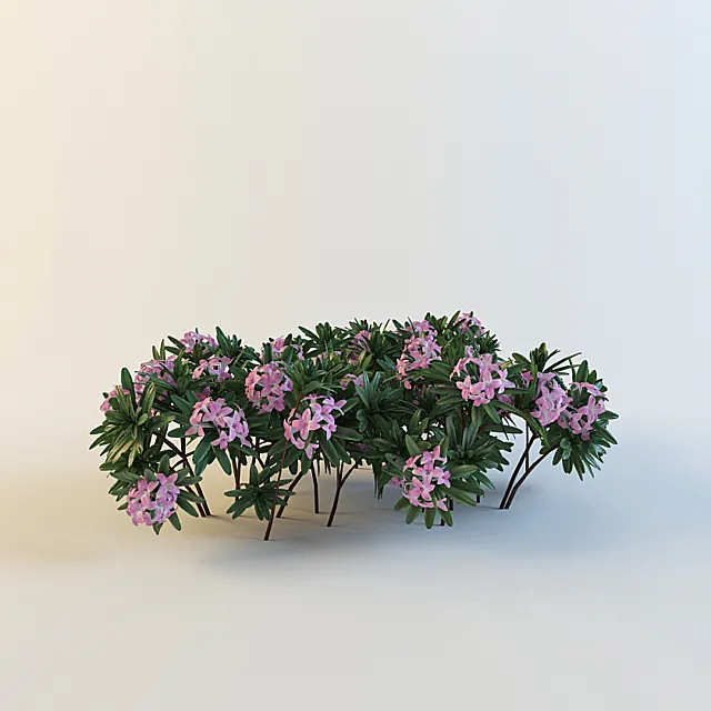Daphne susannae ' Lawrence Crocker ' 3D Model