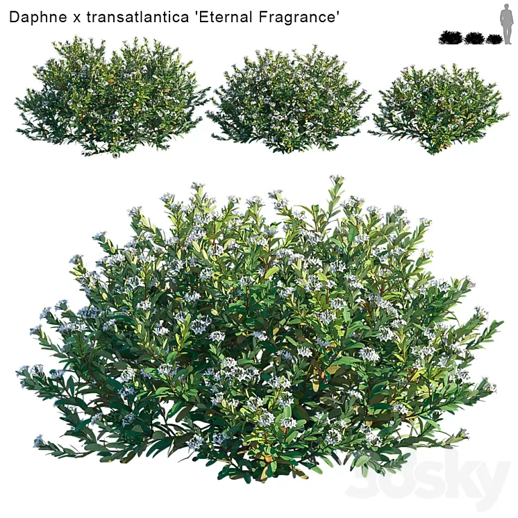 Daphne x transatlantica | Eternal Fragrance 3D Model