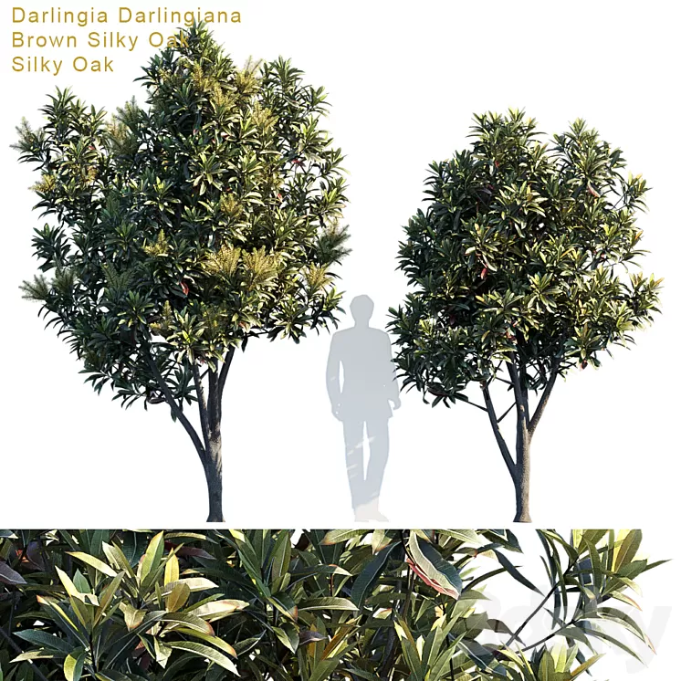 Darlingia Darlingiana | Brown Silky Oak 3D Model