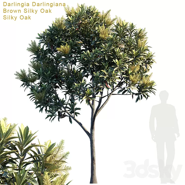 Darlingia Darlingiana | Brown Silky Oak 3D Model