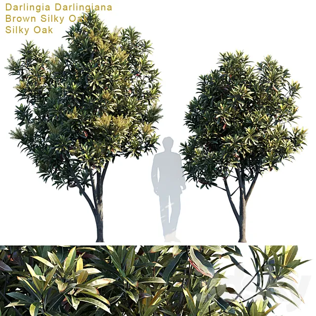 Darlingia Darlingiana | Brown Silky Oak 3DModel