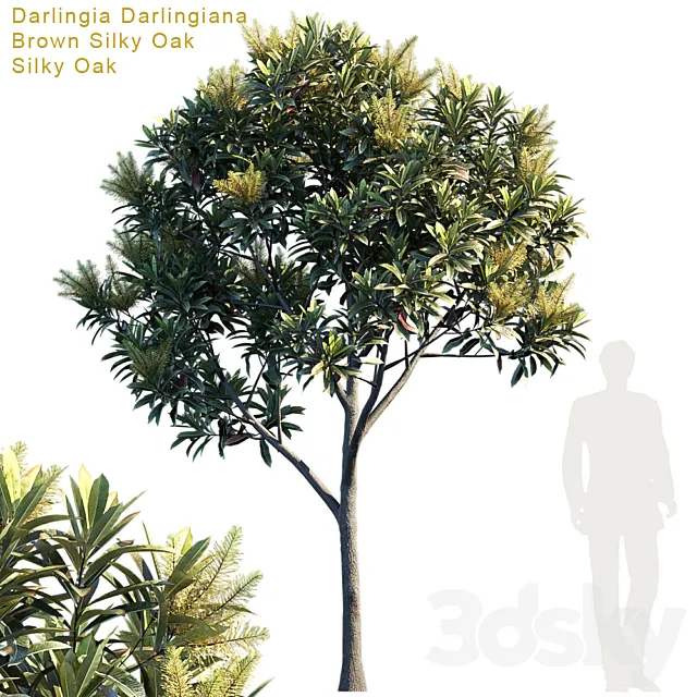 Darlingia Darlingiana | Brown Silky Oak 3DModel