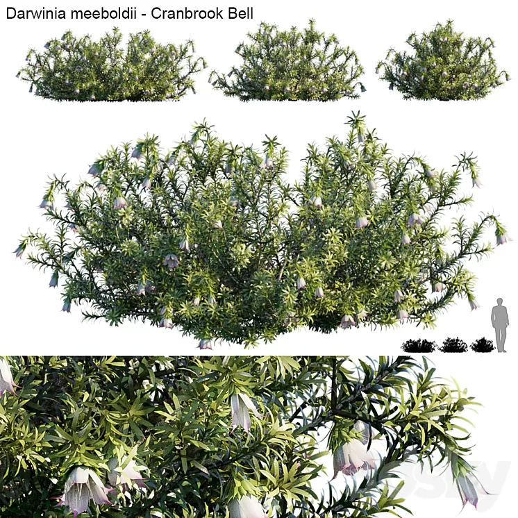 Darwinia Meeboldii | Cranbrook bell 3D Model