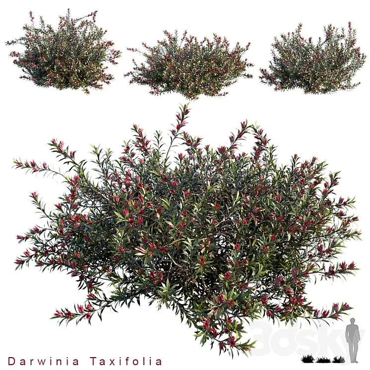 Darwinia Taxifolia 3D Model