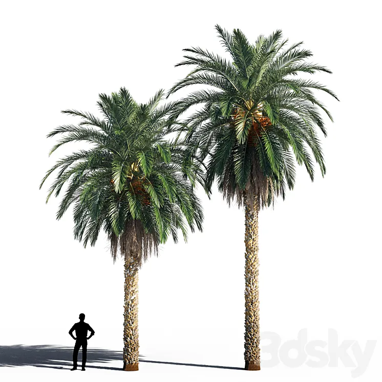 Date palm 2 3D Model Free