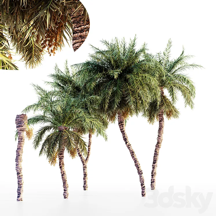 Date palm collection 3D Model Free