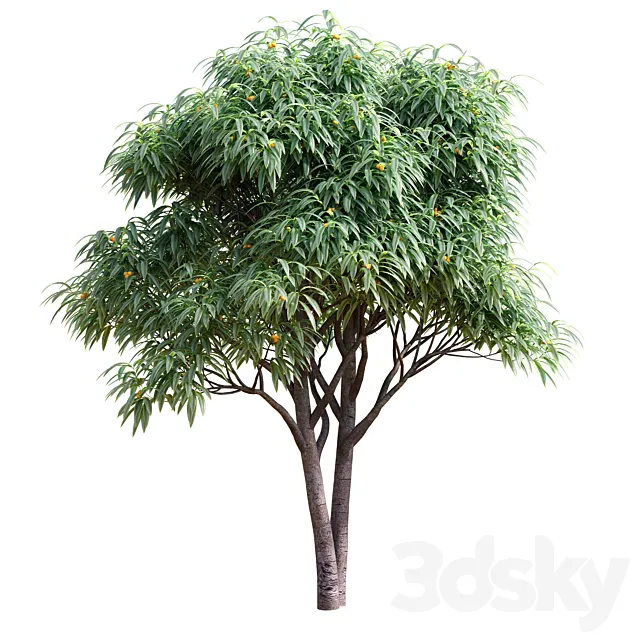 Deciduous tree with fruit – Medlar 3D Model