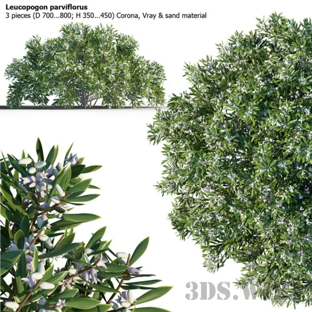 decoration - 3 shrub of Leucopogon parviflorus 3D Model