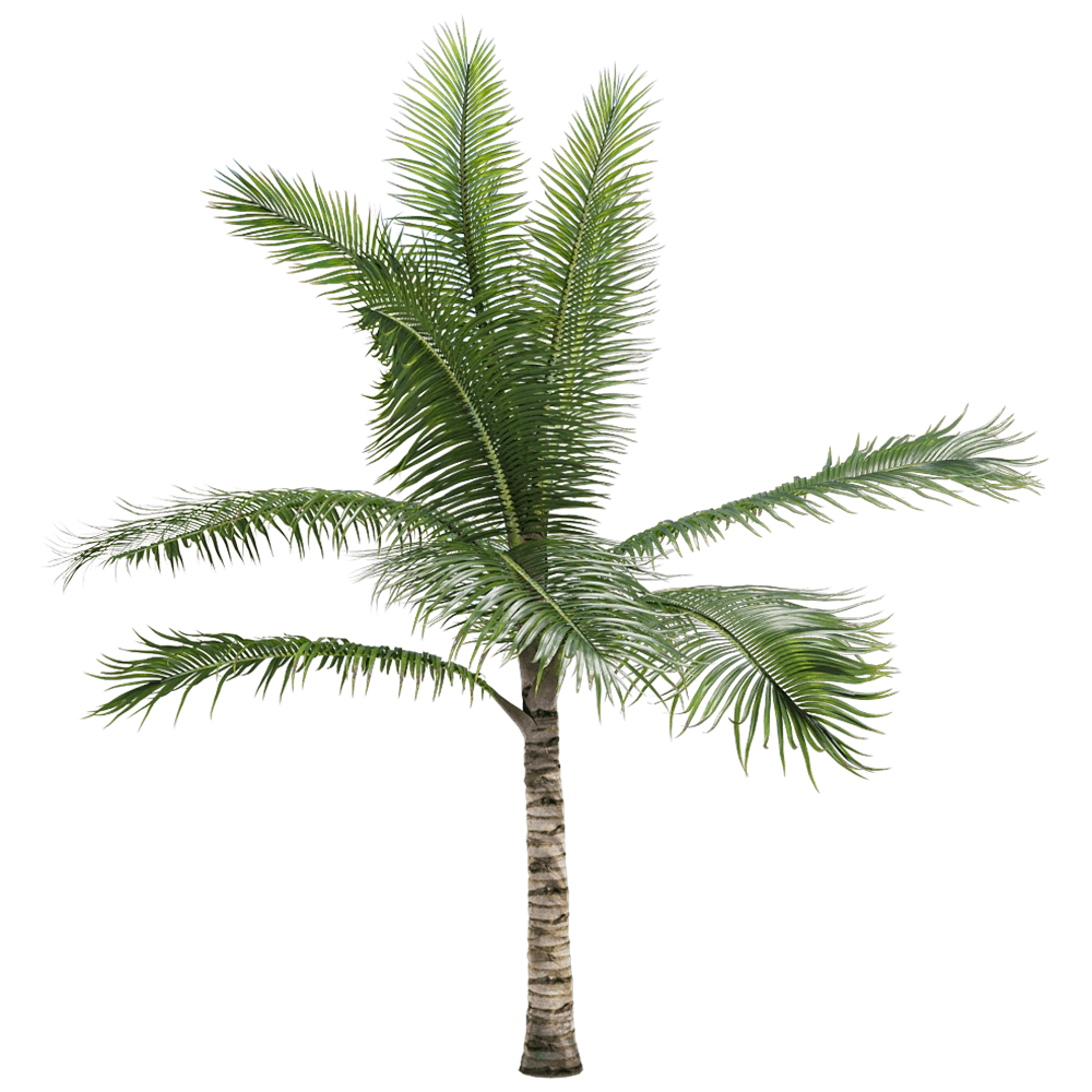 decoration - Acanthophoenix crinita 1 H 3D Model