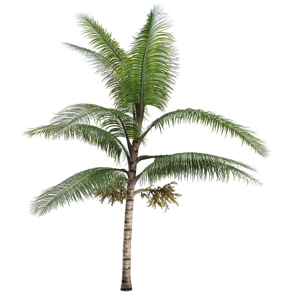 decoration - Acanthophoenix crinita 2 3D Model